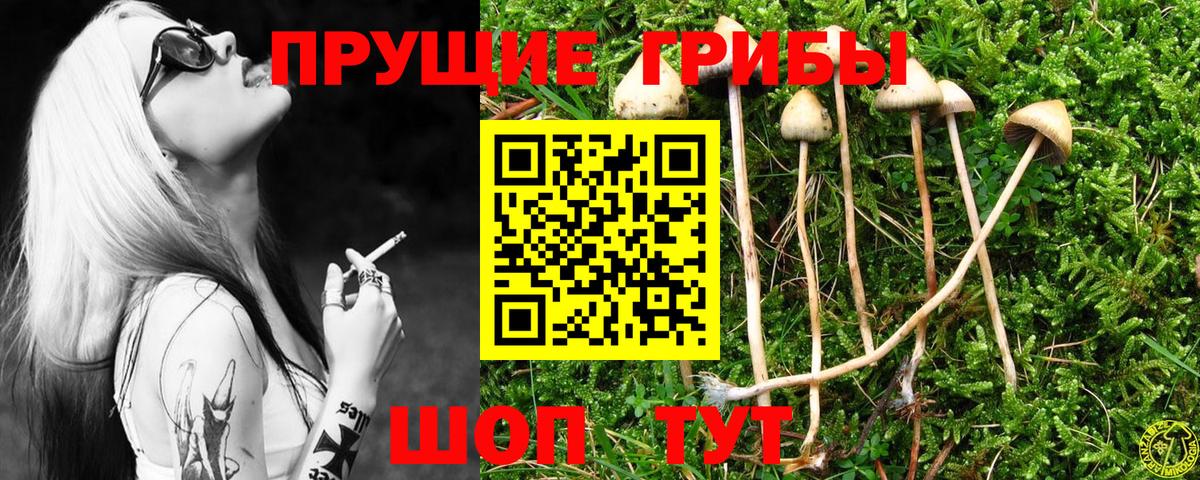 Галлюциногенные грибы Psilocybe Магнитогорск